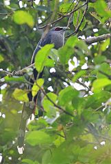 Green-billed Malkoha